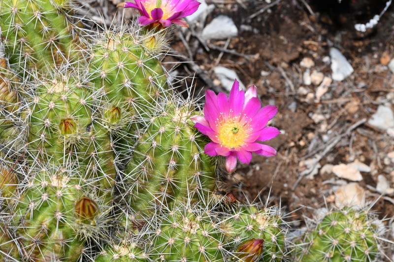 Echinocereus parkeri subsp. parkeri photo 4