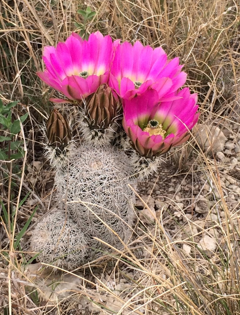 Rainbow Cactus photo 2