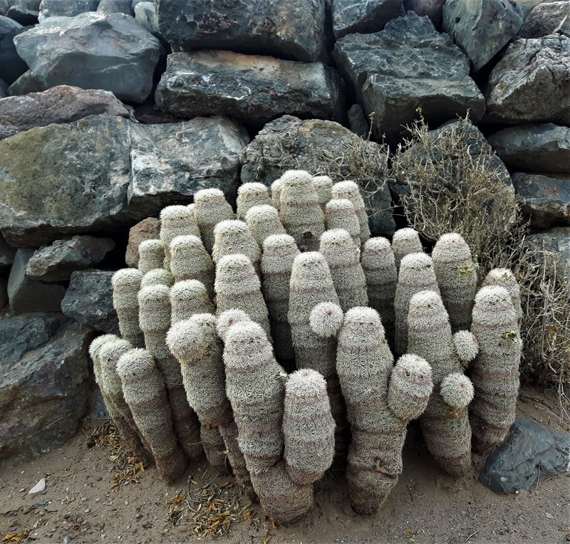 Rainbow Cactus photo 3