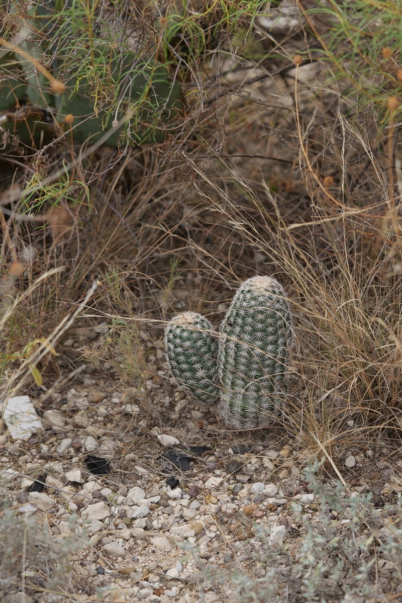 Rainbow Cactus photo 4