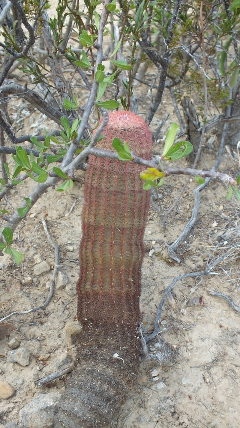 Rainbow Cactus photo 5