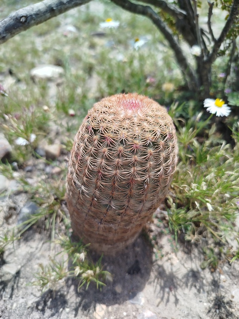 Rainbow Cactus photo 6