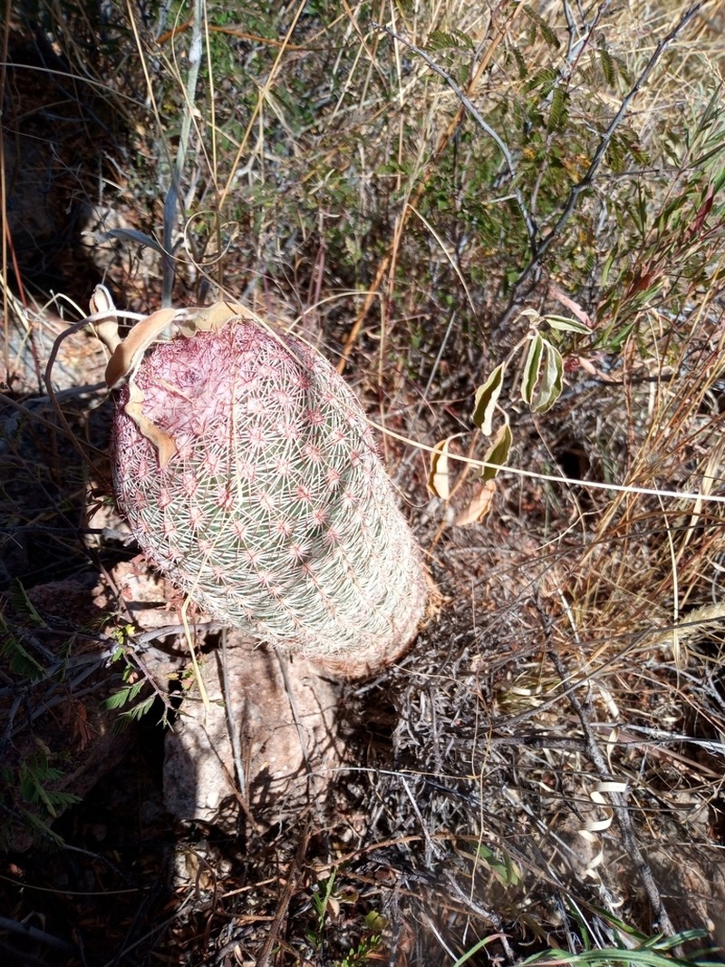 Rainbow Cactus photo 7