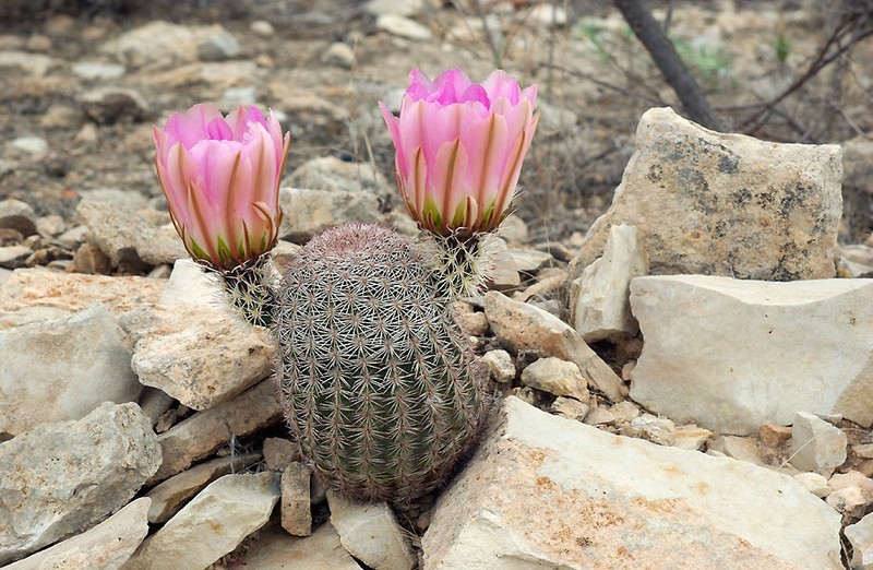 Rainbow Cactus photo 8