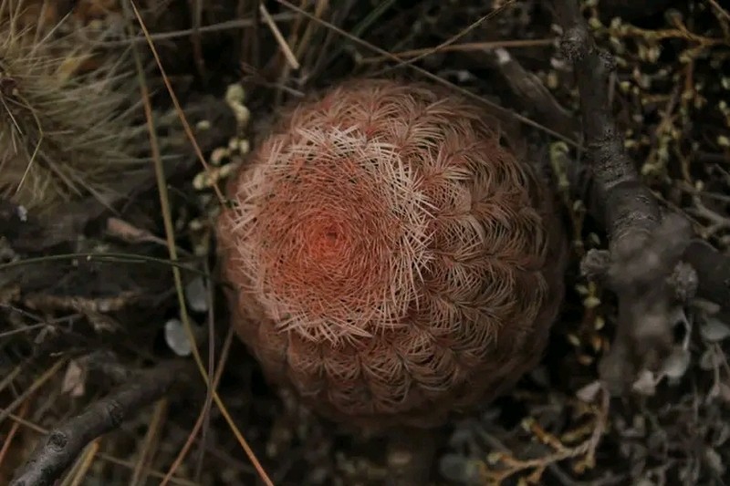 Echinocereus pectinatus subsp. pectinatus