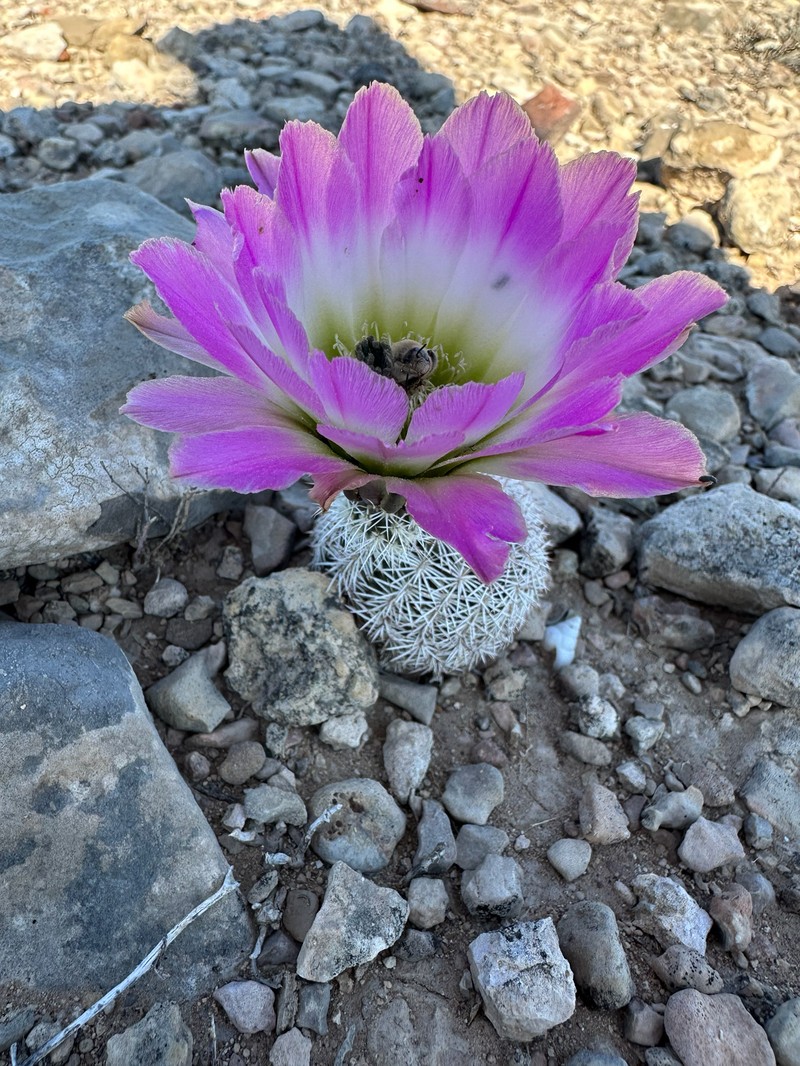 Echinocereus pectinatus subsp. wenigeri