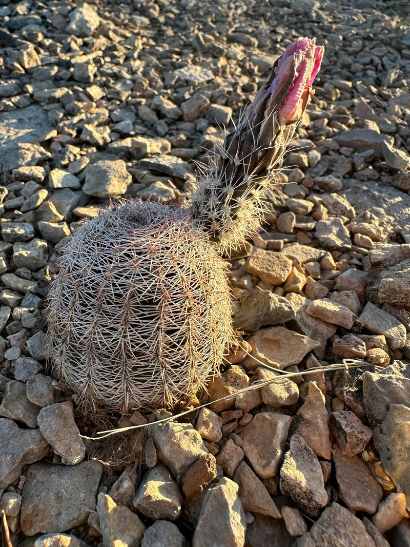 Echinocereus pectinatus subsp. wenigeri photo 2
