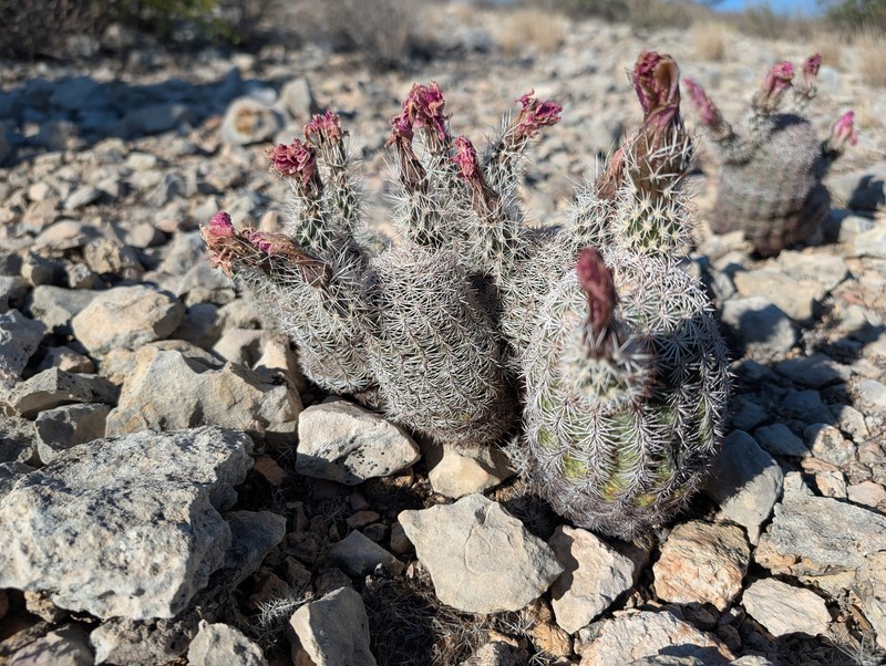 Echinocereus pectinatus subsp. wenigeri photo 3