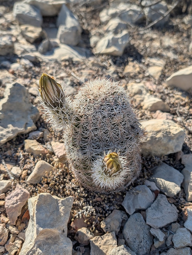 Echinocereus pectinatus subsp. wenigeri photo 4