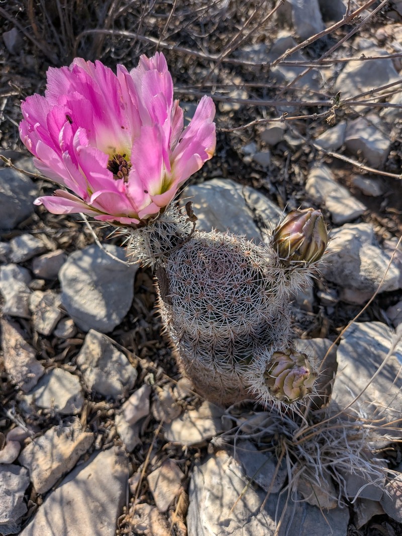 Echinocereus pectinatus subsp. wenigeri photo 5