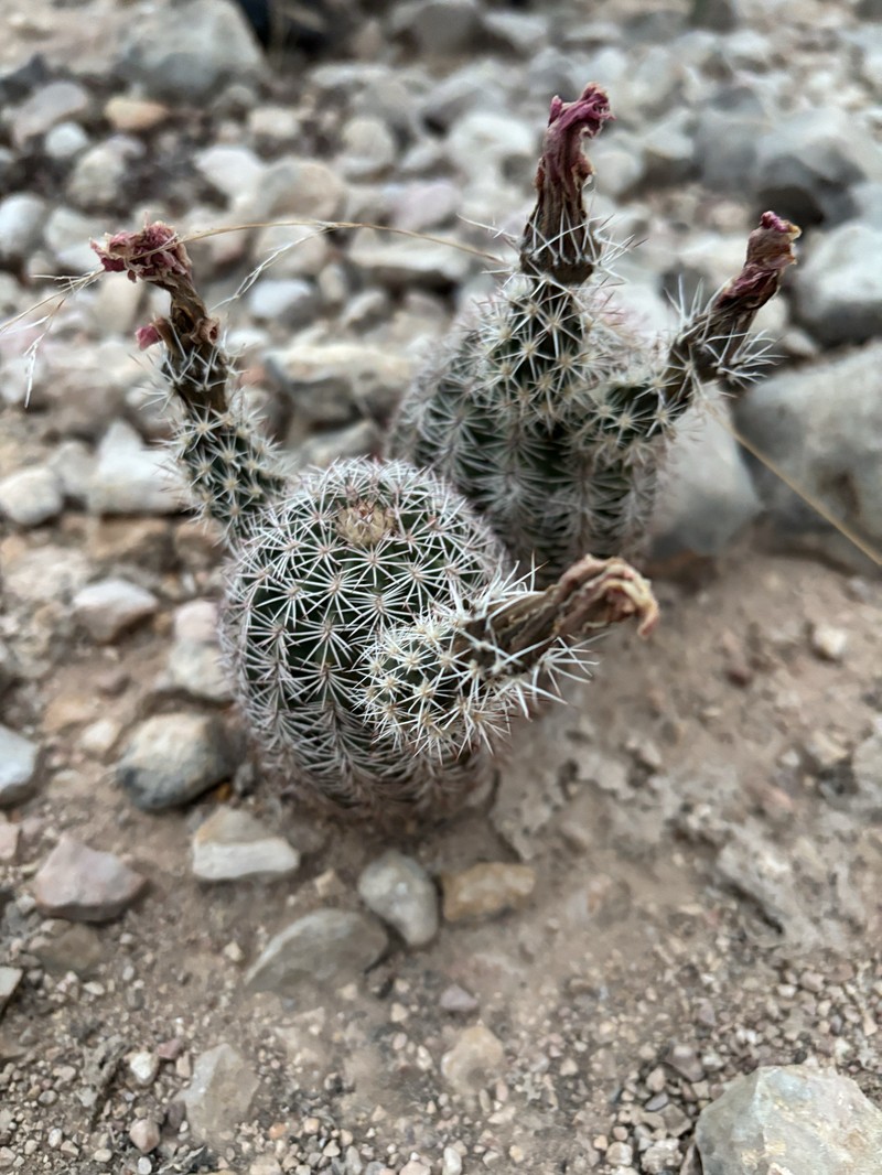 Echinocereus pectinatus subsp. wenigeri photo 6