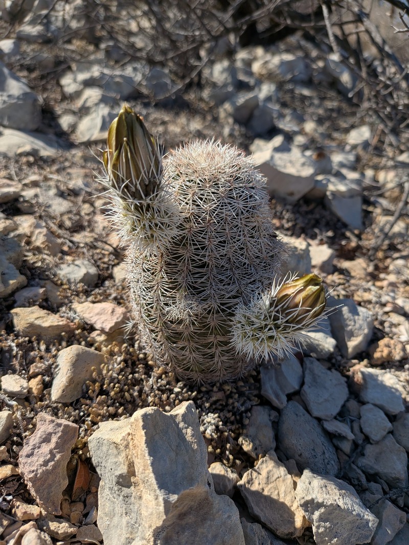 Echinocereus pectinatus subsp. wenigeri photo 7