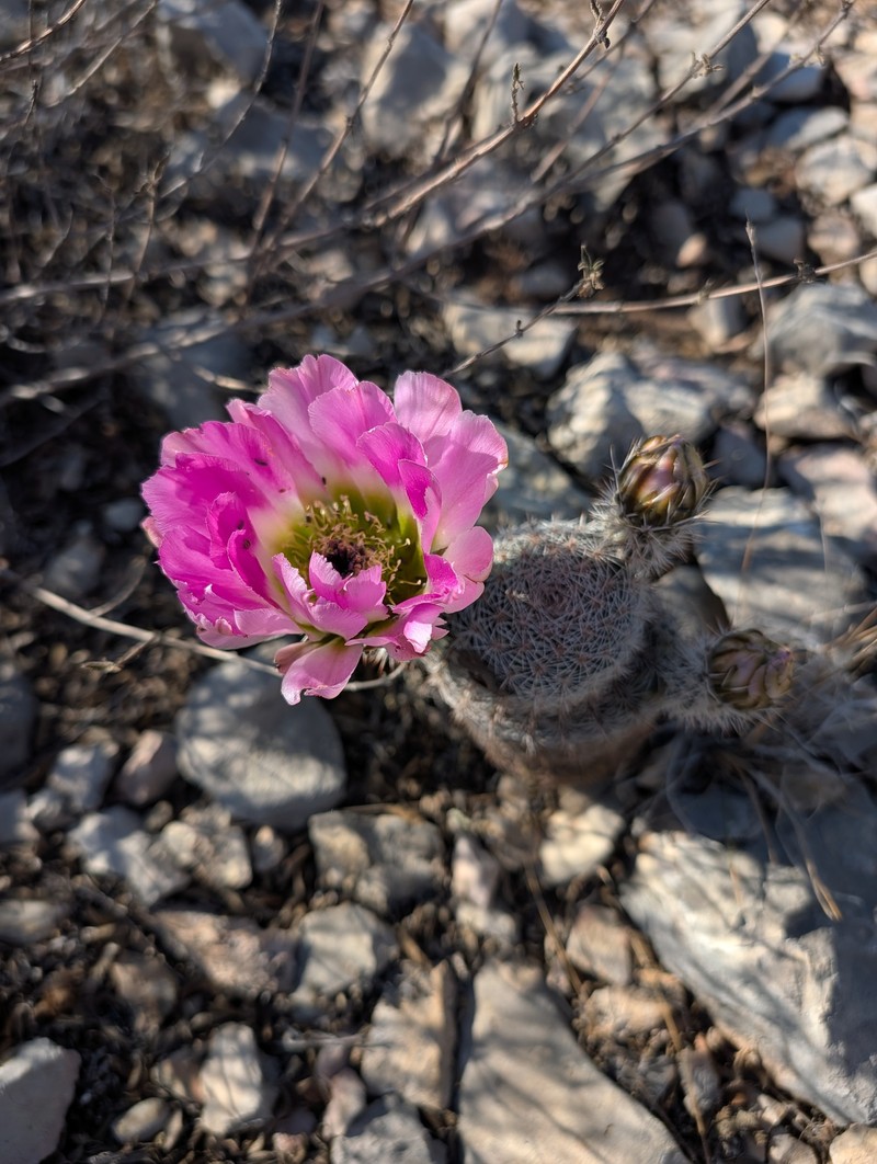 Echinocereus pectinatus subsp. wenigeri photo 8
