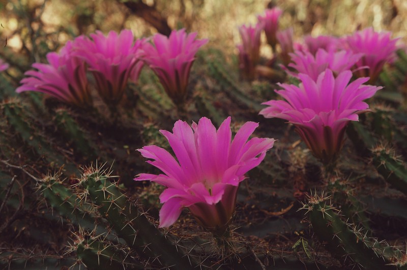 Ladyfinger Cactus