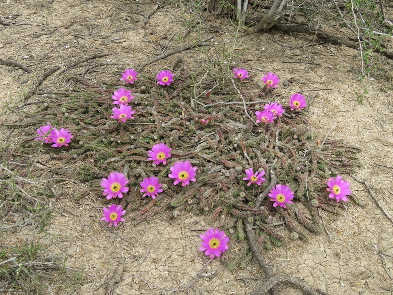 Ladyfinger Cactus photo 2