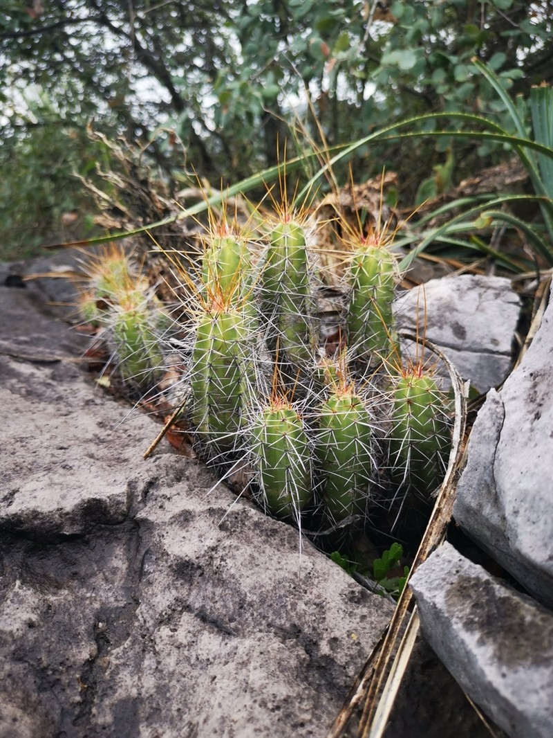 Ladyfinger Cactus photo 3