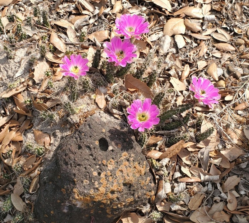 Ladyfinger Cactus photo 4