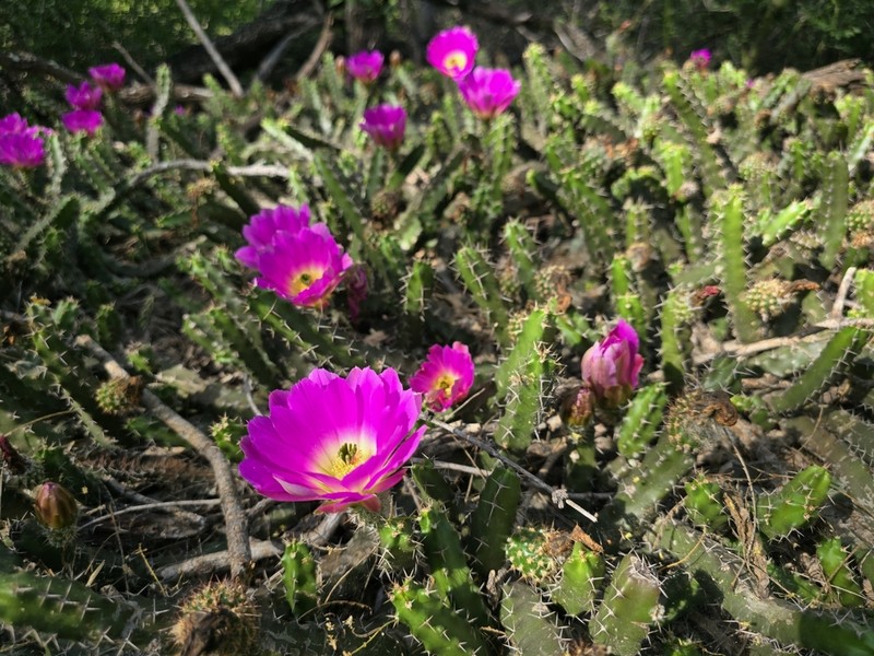 Ladyfinger Cactus photo 5