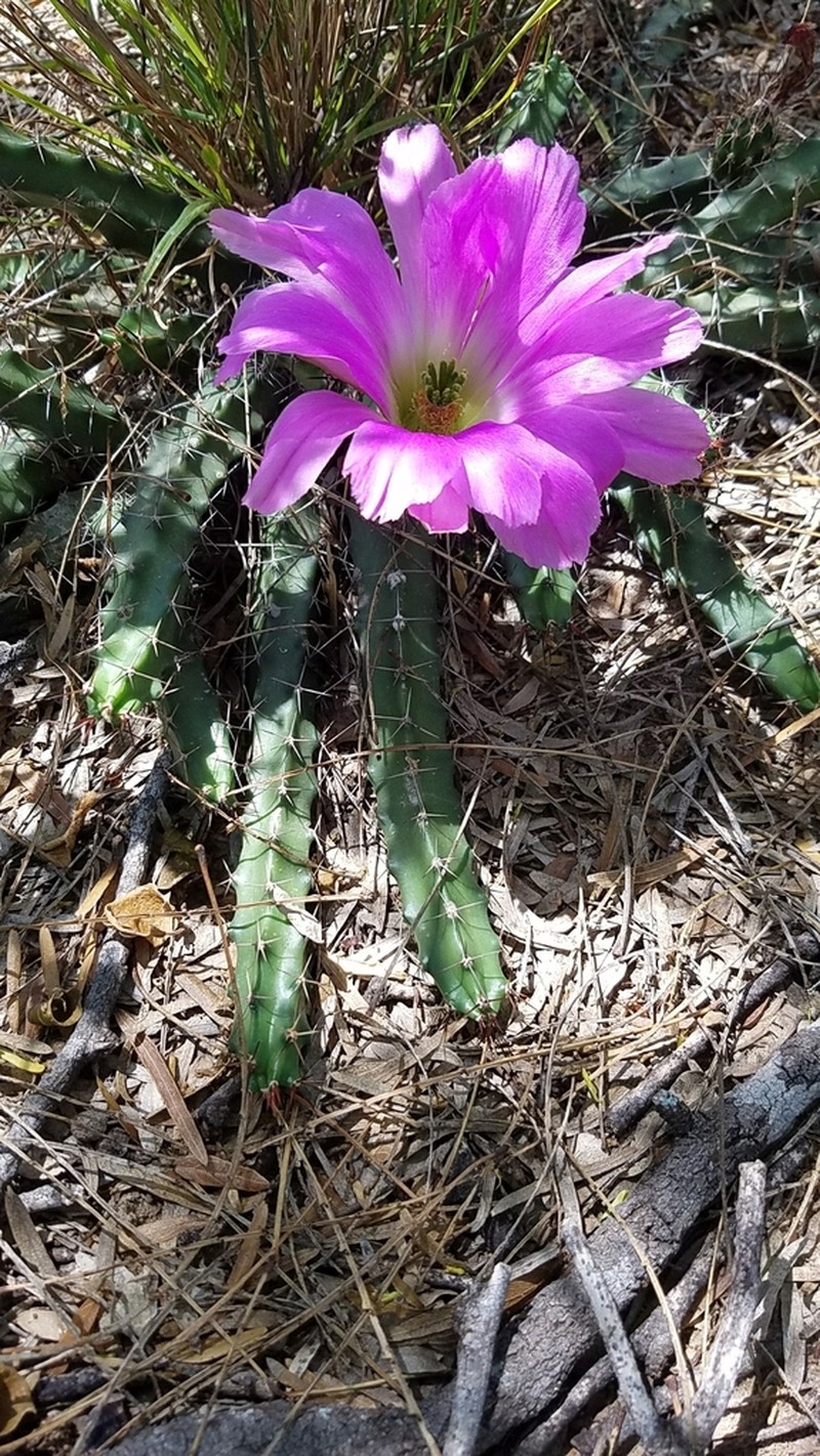 Ladyfinger Cactus photo 6