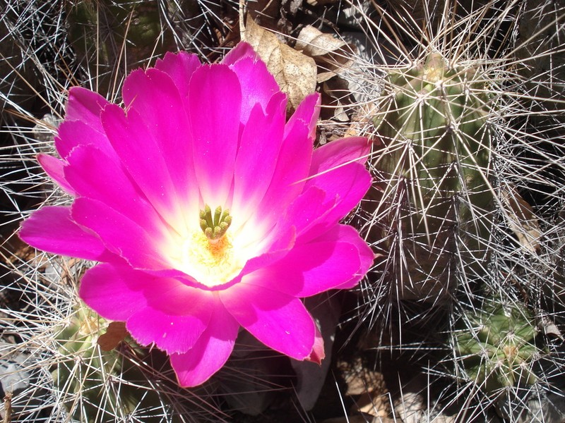Ladyfinger Cactus photo 7