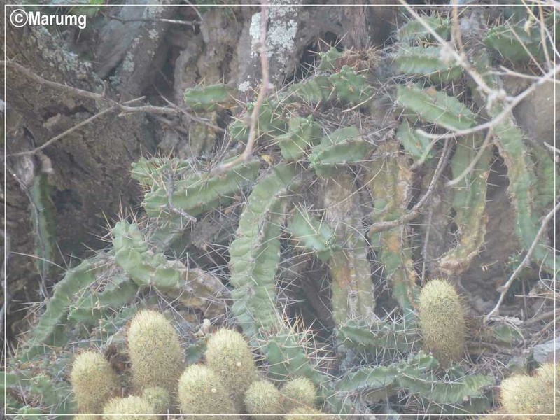 Ladyfinger Cactus photo 8