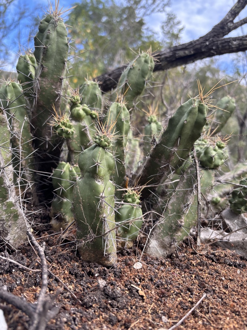 Echinocereus pentalophus subsp. pentalophus photo 2