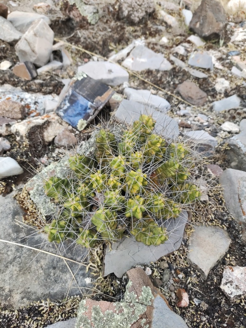 Echinocereus pentalophus subsp. pentalophus photo 4
