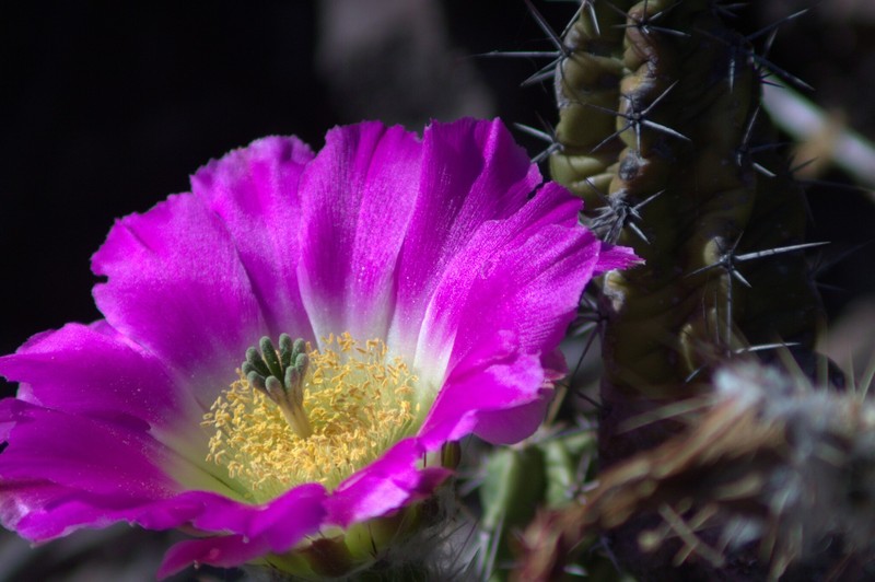 Echinocereus pentalophus subsp. pentalophus photo 5