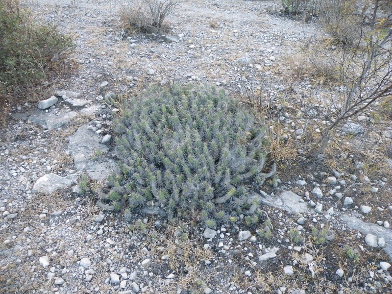 Echinocereus pentalophus subsp. pentalophus