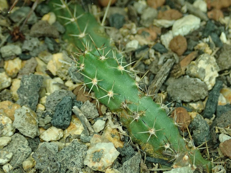 Echinocereus pentalophus subsp. pentalophus photo 6