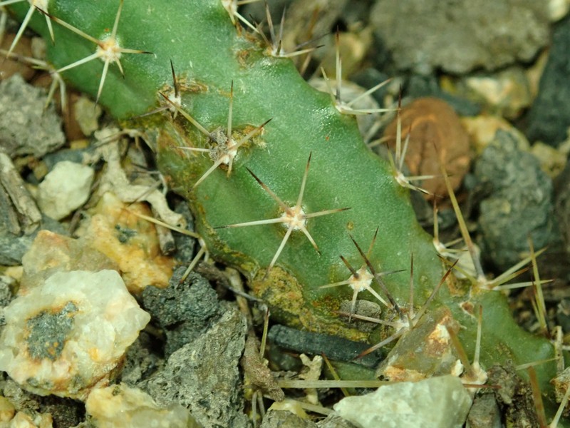 Echinocereus pentalophus subsp. pentalophus photo 7