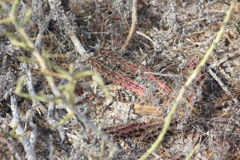 Echinocereus pentalophus subsp. procumbens