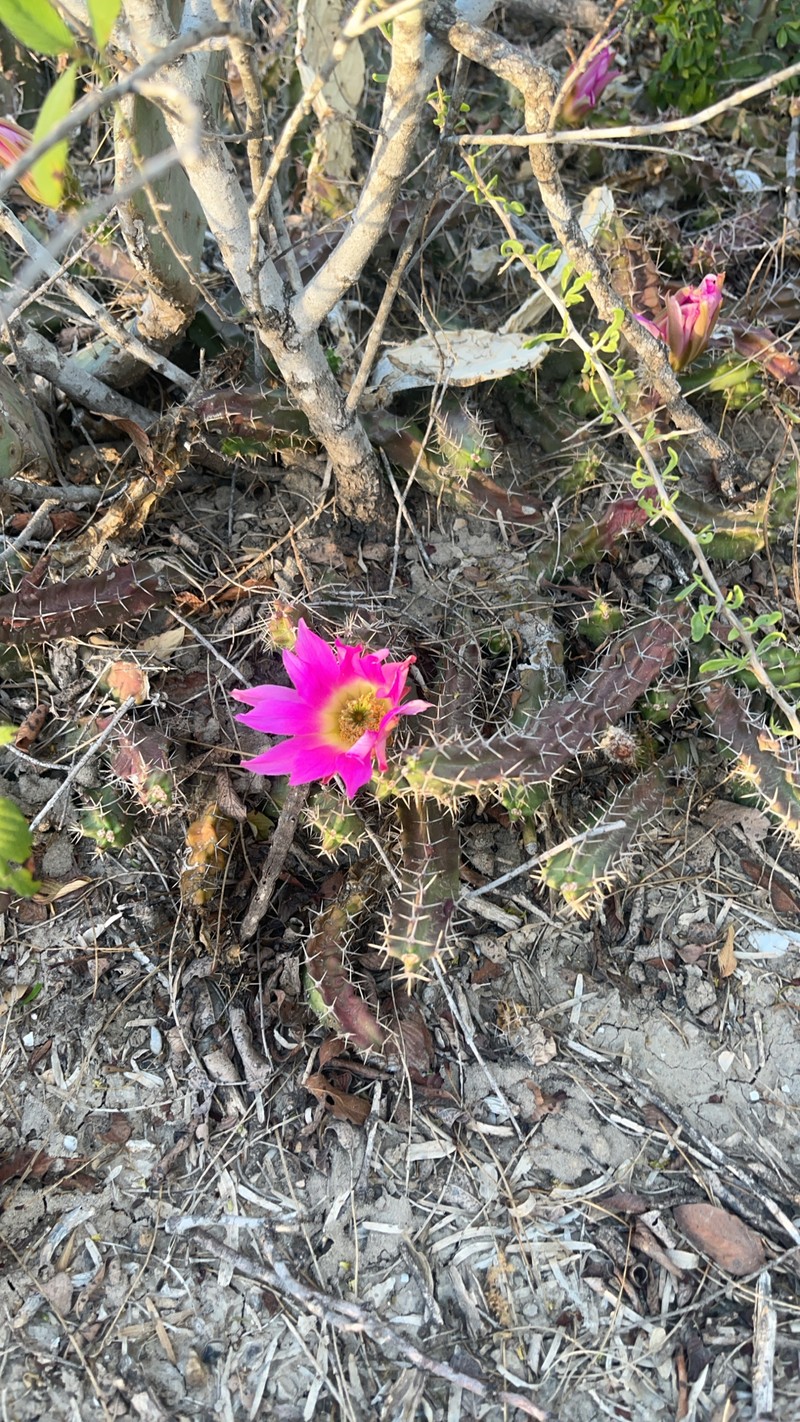 Echinocereus pentalophus subsp. procumbens photo 2