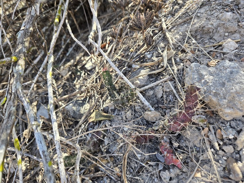 Echinocereus pentalophus subsp. procumbens photo 3