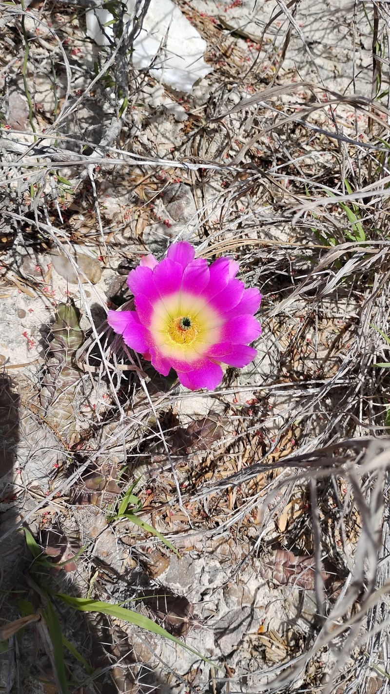 Echinocereus pentalophus subsp. procumbens photo 4