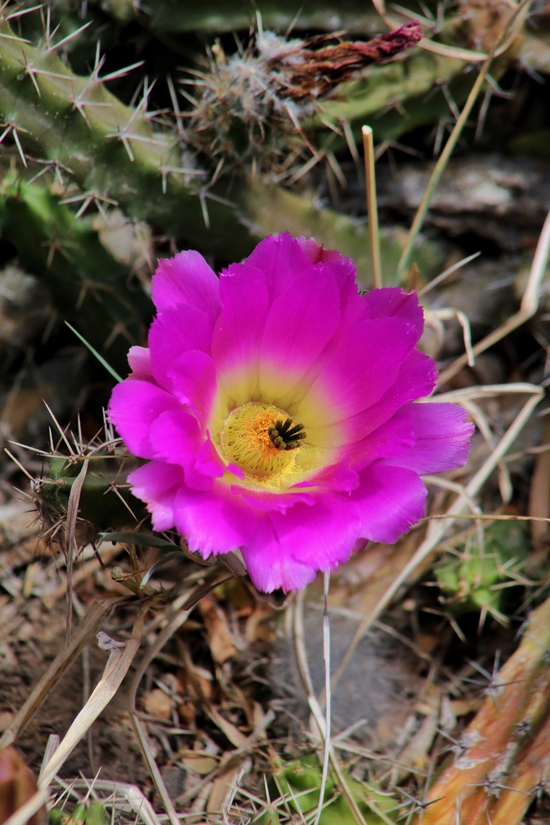 Echinocereus pentalophus subsp. procumbens photo 5