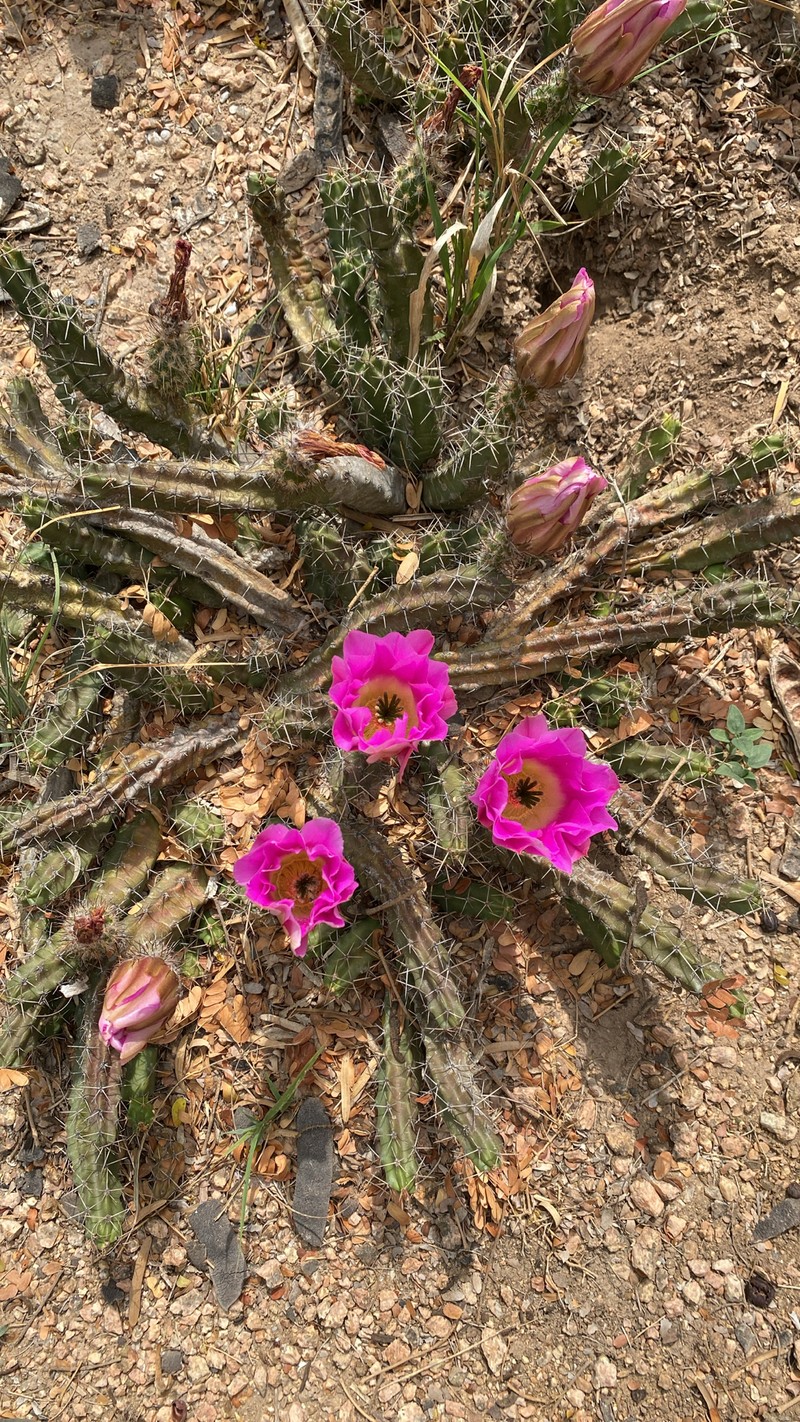 Echinocereus pentalophus subsp. procumbens photo 6