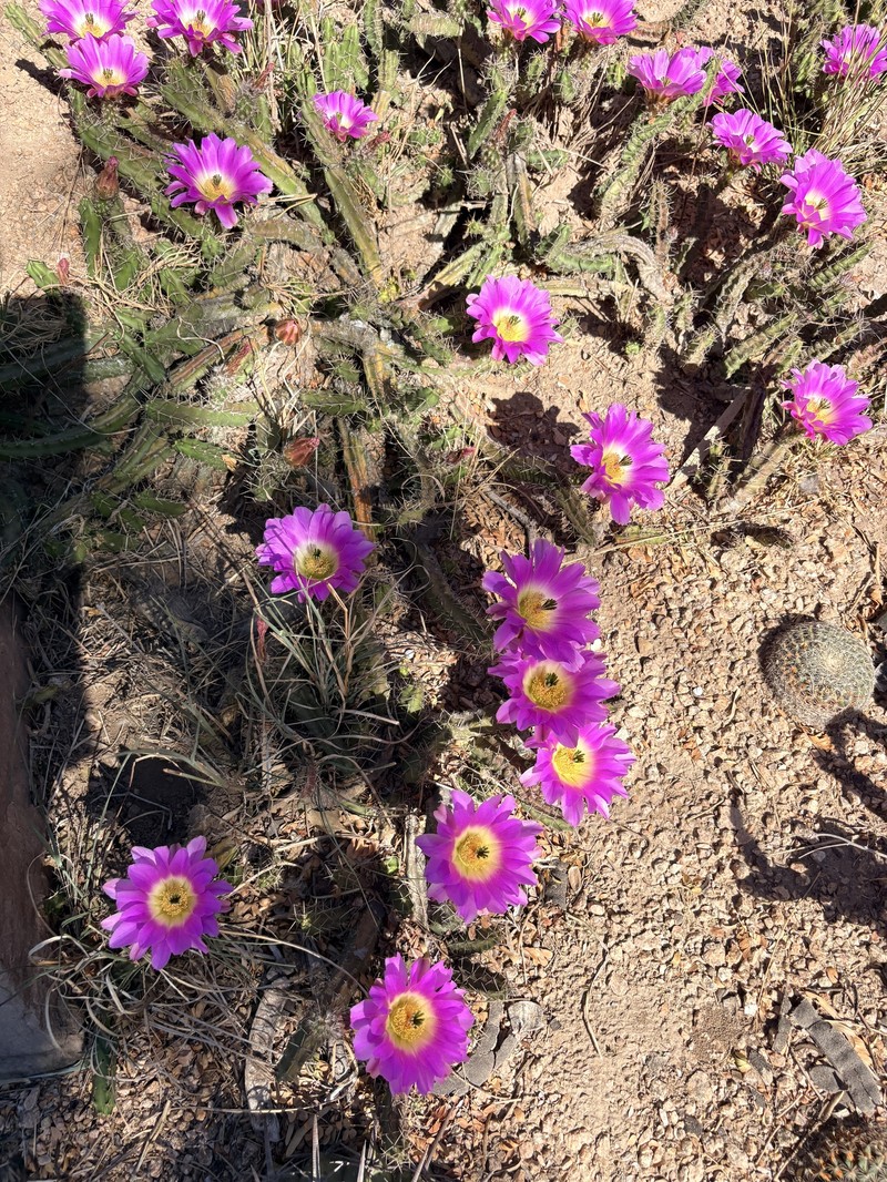 Echinocereus pentalophus subsp. procumbens photo 7