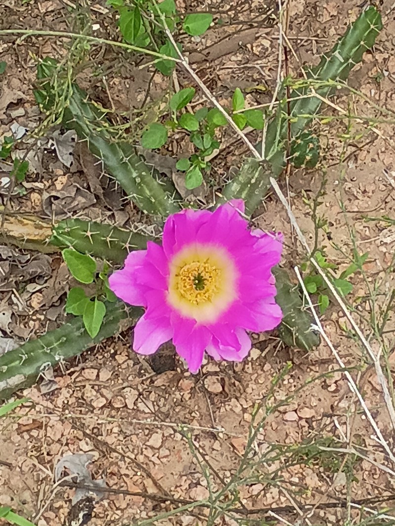 Echinocereus pentalophus subsp. procumbens photo 8