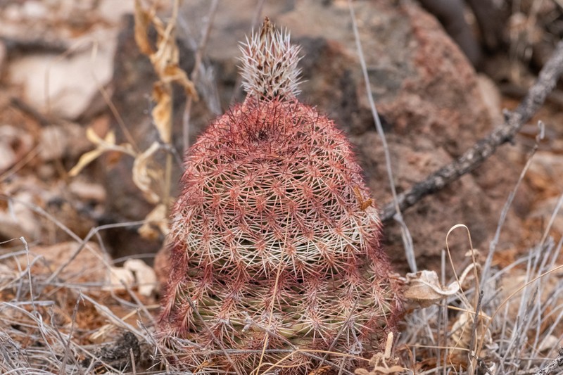 Echinocereus perplexus