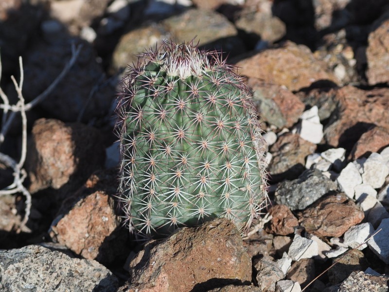 Echinocereus perplexus photo 2