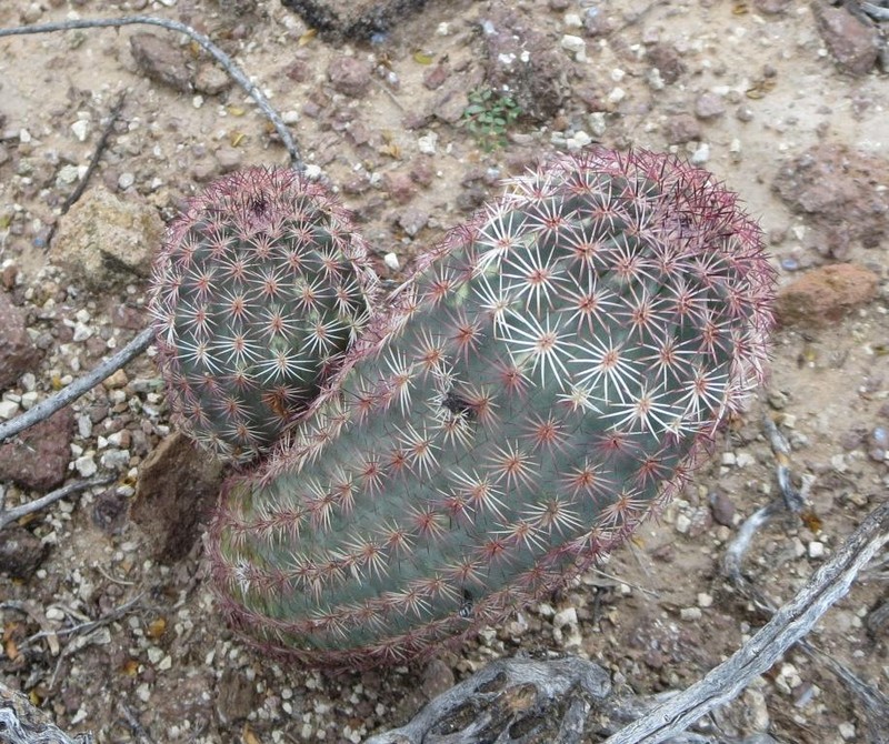Echinocereus perplexus photo 3