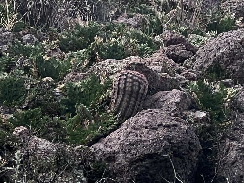 Echinocereus perplexus photo 4