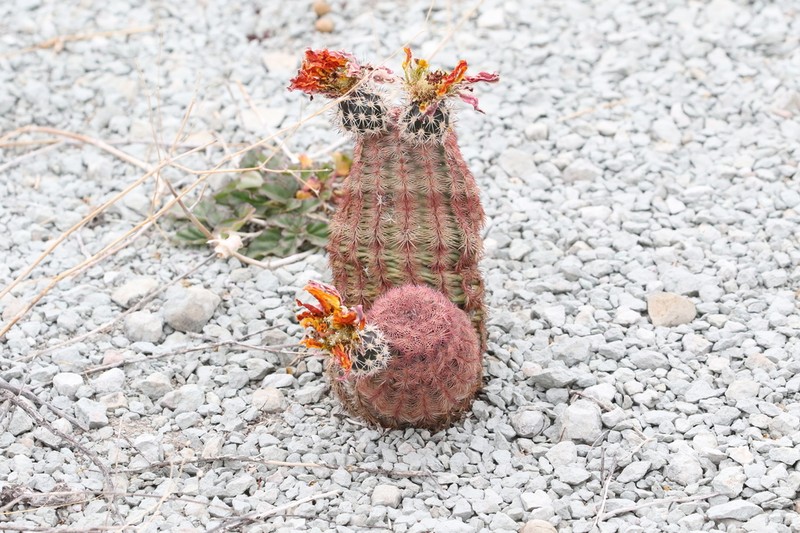 Echinocereus perplexus photo 5