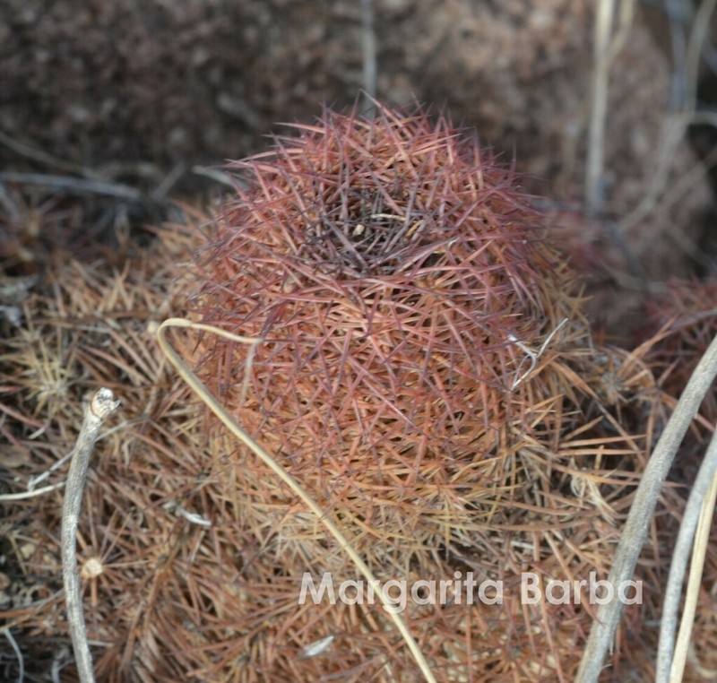 Echinocereus perplexus photo 6