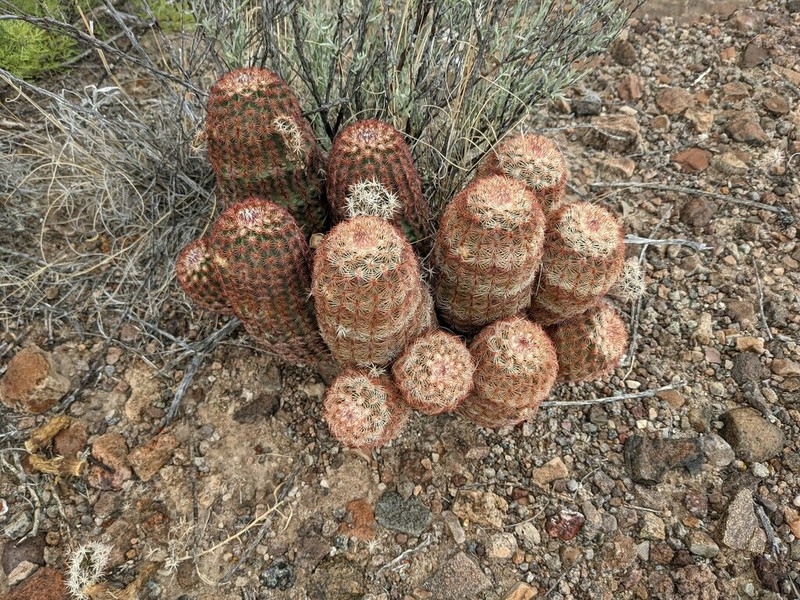 Echinocereus perplexus photo 7