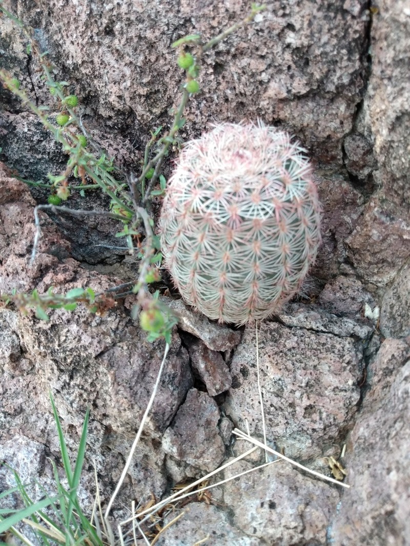 Echinocereus perplexus photo 8