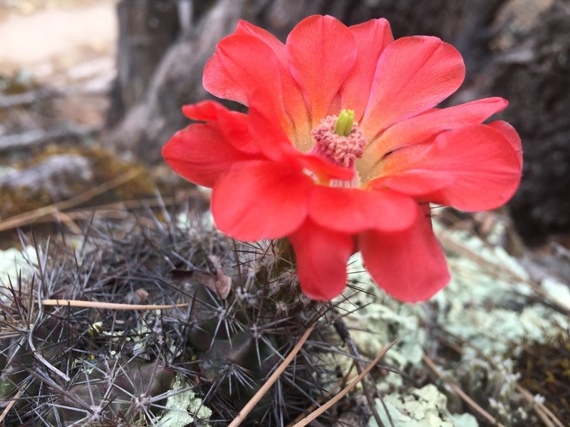 Mojave Mound Cactus
