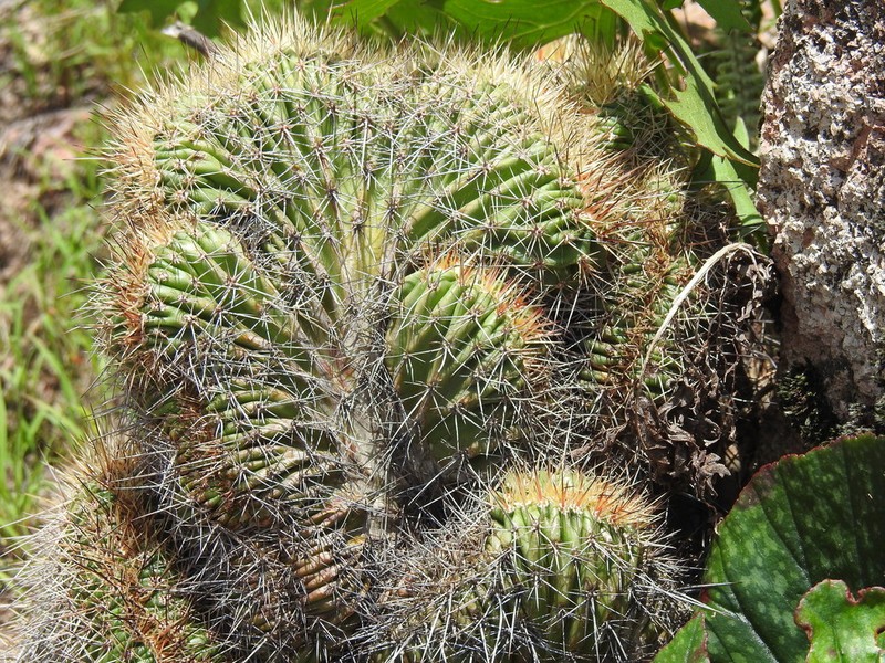 Mojave Mound Cactus photo 2