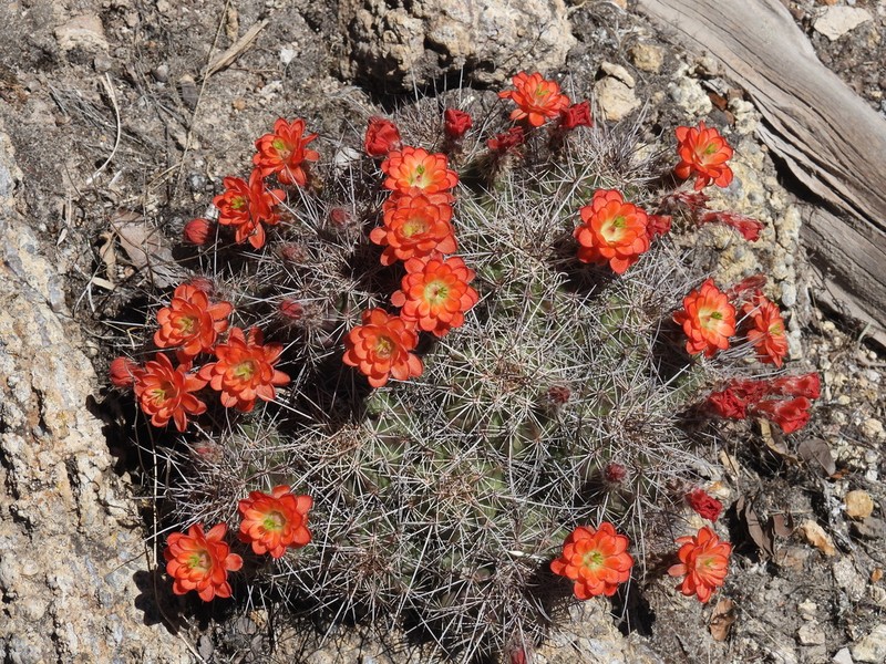 Mojave Mound Cactus photo 3
